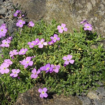 Aubrieta canescens unspecified picture