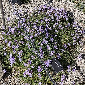 Aubrieta gracilis unspecified picture