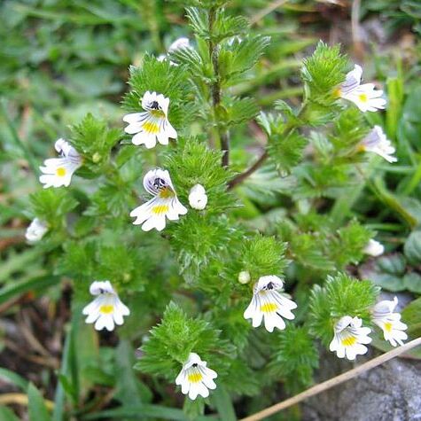 Euphrasia unspecified picture