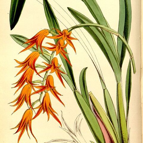 Brassia aurantiaca unspecified picture