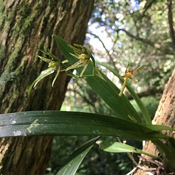 Brassia chlorops unspecified picture