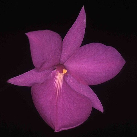 Adamantinia miltonioides unspecified picture