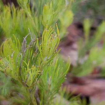 Adenanthos linearis unspecified picture