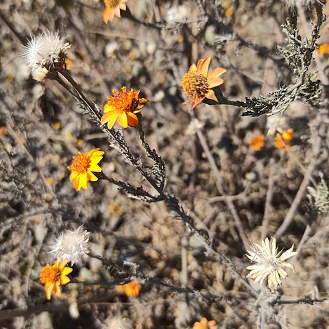 Adenophyllum porophyllum unspecified picture