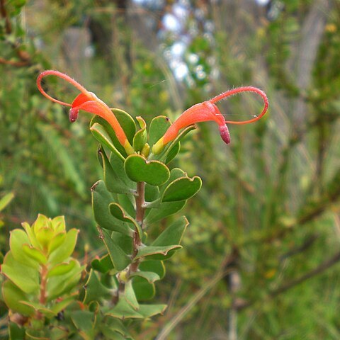 Adenanthos obovatus unspecified picture