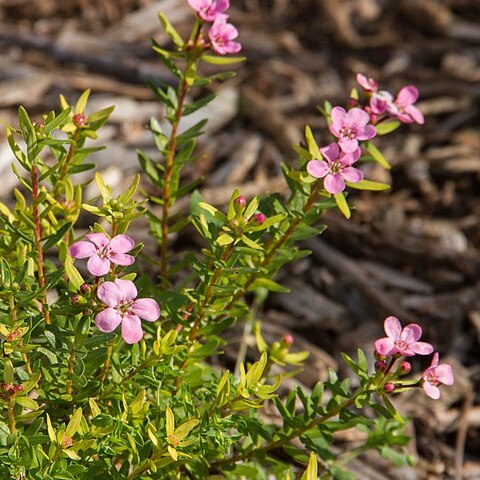 Adenandra fragrans unspecified picture