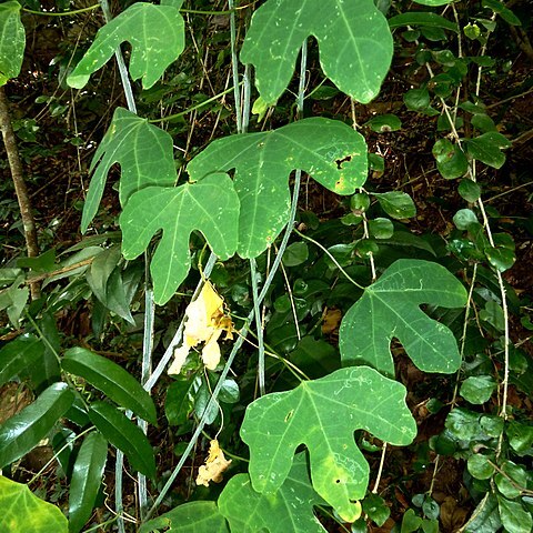 Adenia gummifera unspecified picture