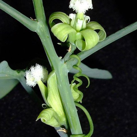 Adenia monadelpha unspecified picture