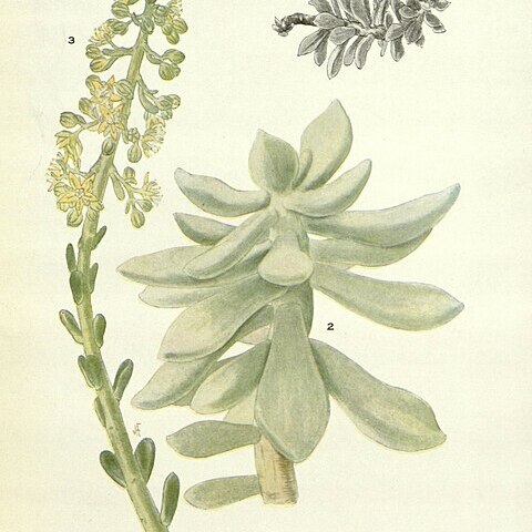 Cremnophila unspecified picture