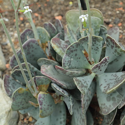 Adromischus triflorus unspecified picture