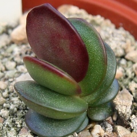 Adromischus subdistichus unspecified picture