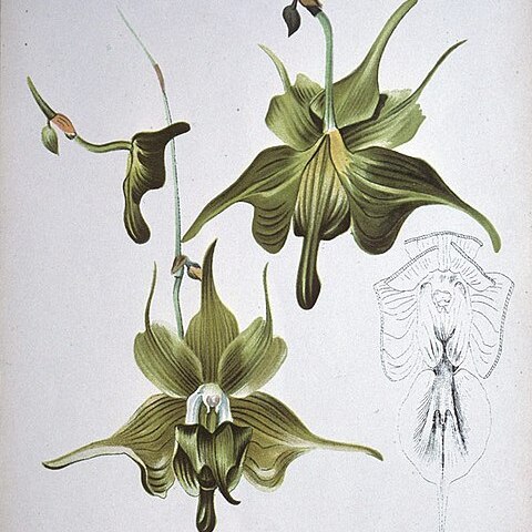 Aeranthes ramosa unspecified picture