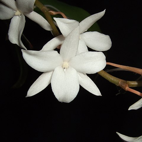 Aerangis modesta unspecified picture