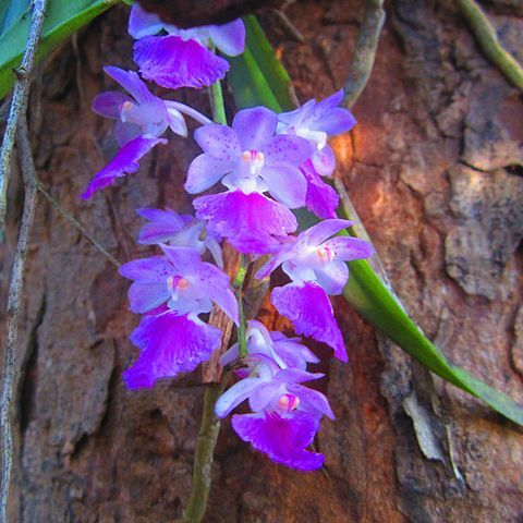 Aerides maculosa unspecified picture