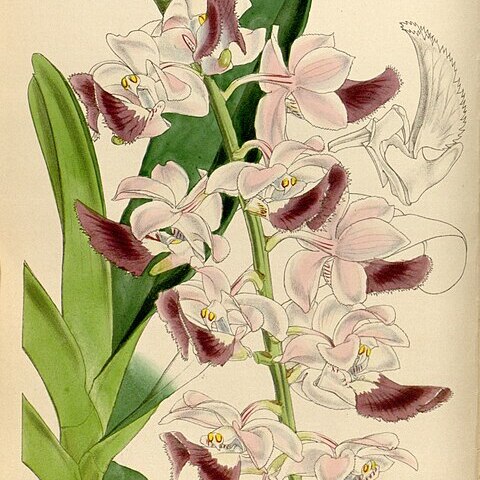 Aerides crispa unspecified picture