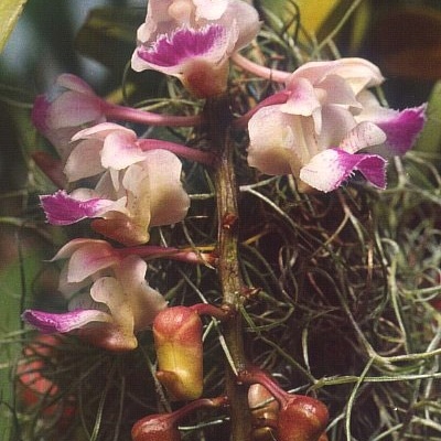 Aerides falcata unspecified picture