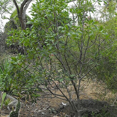 Aesculus parryi unspecified picture