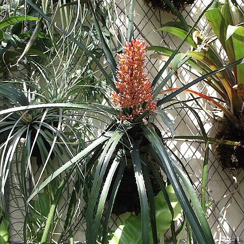 Aechmea polyantha unspecified picture