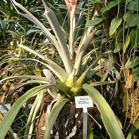 Aechmea aquilega unspecified picture