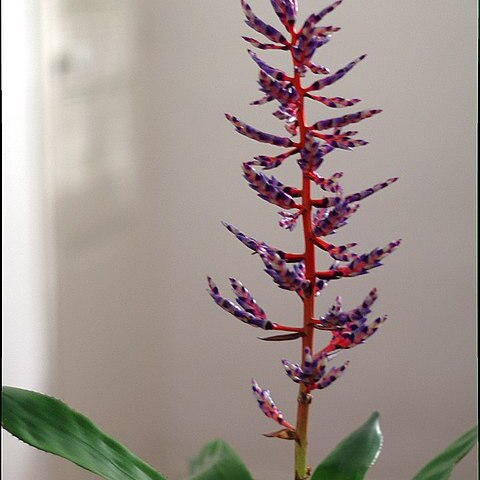 Aechmea azurea unspecified picture