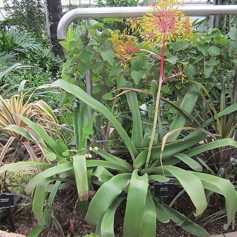 Aechmea leptantha unspecified picture