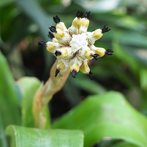 Aechmea squarrosa unspecified picture