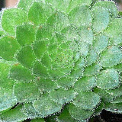 Aeonium tabuliforme unspecified picture