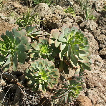 Aeonium urbicum unspecified picture