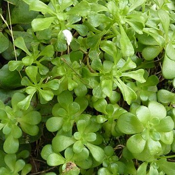 Aeonium saundersii unspecified picture