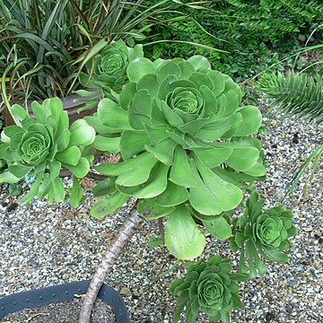 Aeonium ciliatum unspecified picture