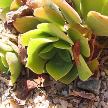 Aeonium virgineum unspecified picture