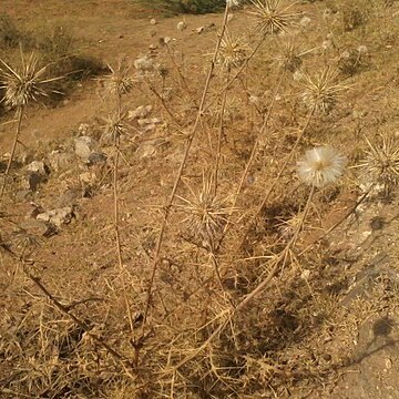 Echinops echinatus unspecified picture