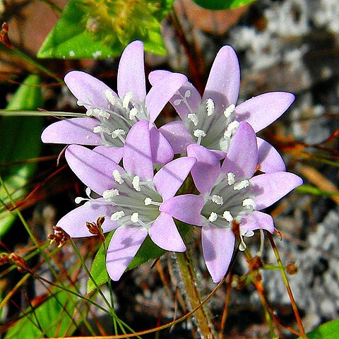 Richardia grandiflora unspecified picture