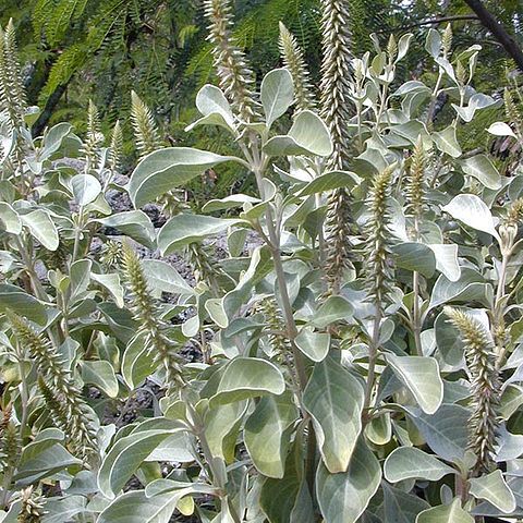 Achyranthes splendens unspecified picture