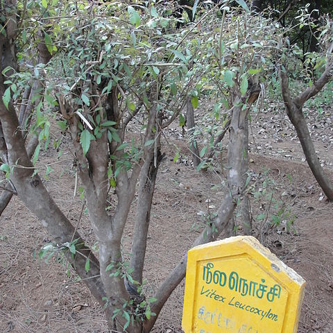 Vitex leucoxylon unspecified picture