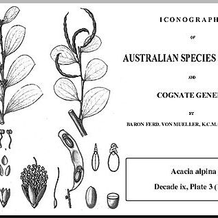 Acacia alpina unspecified picture