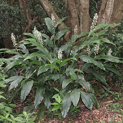 Alpinia intermedia unspecified picture