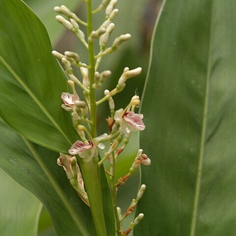 Alpinia oxyphylla unspecified picture