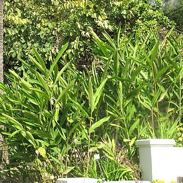 Alpinia nutans unspecified picture