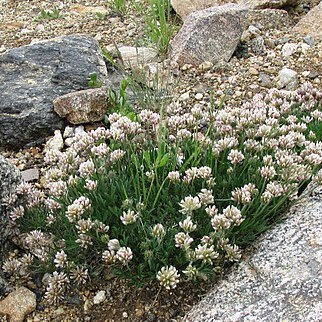 Trifolium dasyphyllum unspecified picture