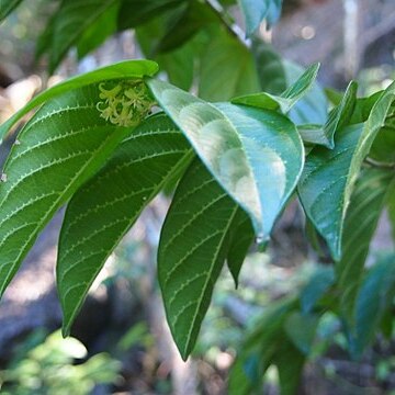 Alangium villosum unspecified picture