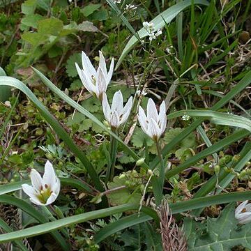 Amana edulis unspecified picture