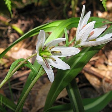 Amana erythronioides unspecified picture