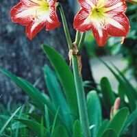 Hippeastrum unspecified picture