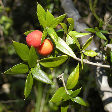 Alyxia ruscifolia unspecified picture