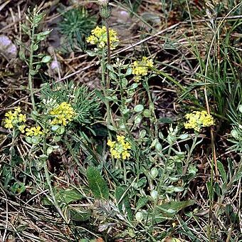 Alyssum unspecified picture