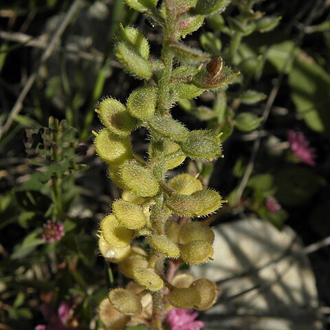 Alyssum strigosum unspecified picture