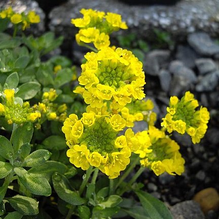 Alyssum wulfenianum unspecified picture