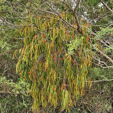 Amyema pendula unspecified picture