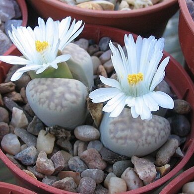 Lithops amicorum unspecified picture